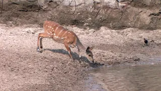 A Very Lucky Bushbuck - Escapes from Crocodile