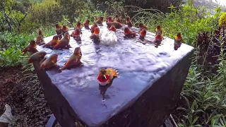 Hummingbird Pool Party