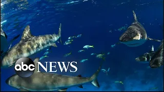 New shark sightings off Cape Cod, experts warn of active fall l GMA