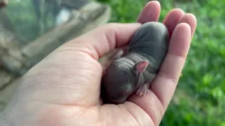 Baby Hippo 🦛! (Baby bunny 🐰 😆)