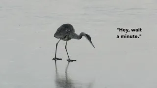 Great Blue Herons on Ice