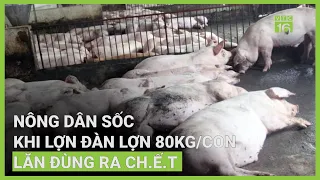 Nông dân sốc khi đàn lợn 80kg/con lăn đùng ra ch.ế.t | VTC16