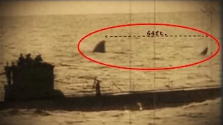 Secret Nazi Photo Reveals Megalodon?