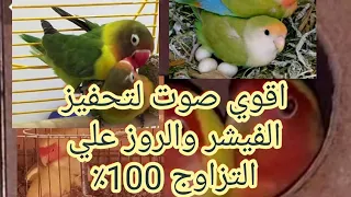 اقوي صوت لتحفيز الروز والفيشر علي التزاوج الفوري.. مضمون 100٪