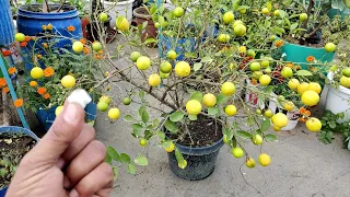 इस चीज़ से आ गए इतने सारे नींबू How to get more fruits on lemon tree in pot