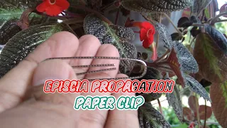 How to Propagate Episcia Flower Using Paper Clip