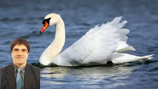 Join me on amazing journey as we serenade the skies with Relaxing melodies while feeding the birds.