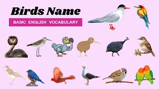 Birds Vocabulary - 50 Birds Name in English - Learn Birds Name - Birds Pictures - Birds Videos Name