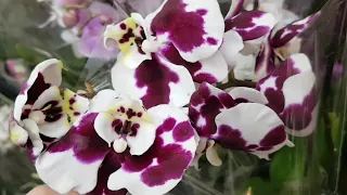 Необычные ОРХИДЕИ фаленопсисы в LEROY MERLIN | ЛЕРУА МЕРЛЕН | Орхидея Orchid ORCHIDS ОРЕНБУРГ