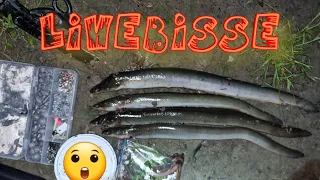 Aal angeln Livebisse bei Nacht #aaletagundnacht #aal #eel #eelfishing #angeln #fishing