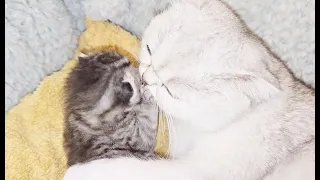 The way the mother cat loves her kitten is very strongly like endless love