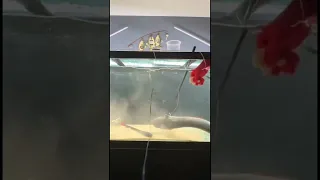 Electric Eel Attacks!