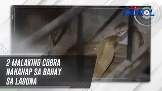 2 malaking cobra nahanap sa bahay sa Laguna | TV Patrol