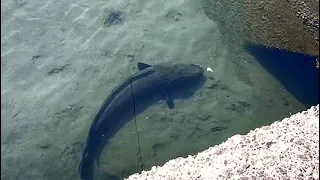 足元の巨大魚釣りたい。