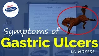 Symptoms of Gastric Ulcers in horses?