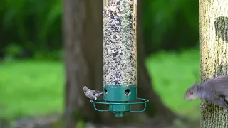 Yankee Flipper Squirrel-Proof Bird Feeder