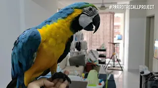 Basic Free Flight Training for 8 months old Blue and Gold Macaw - 2 weeks training progress