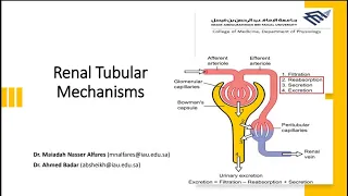 Renal Tubular Mechanism || PART II