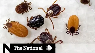 Why are ticks spreading to cities across Canada