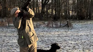 Driven Pheasant Shooting with a Labrador Retriever Peg Dog.