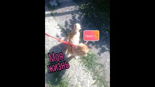 Вся жизнь Буськи 🐕