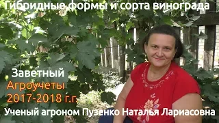 Виноград Заветный-ранний срок созревания на участке Пузенко Натальи Лариасовны