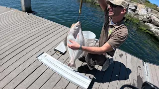 Halibut Fishing SF Bay