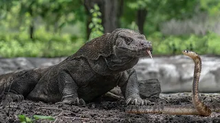 Komodo Dragon Vs King Cobra In A Big Fights