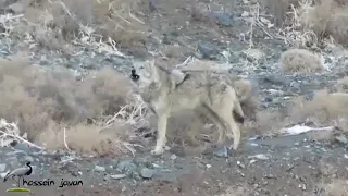 Iranian wolf