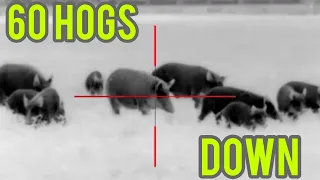 Hog wild - 60 Hogs down -  Hog hunting using thermal scopes , AR15s and silencers !!