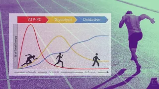 Fisiología Deportiva Básica: 1) Sistemas Energéticos como nunca te lo han explicado.