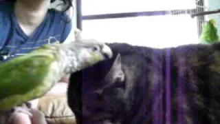 Bird Preens Cat