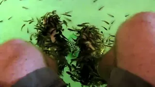 Fish cleaning Feet  - Fish Spa