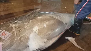 468kg Huge bluefin Tuna Perfect Golden Cutting Skill