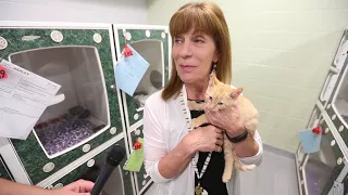 “CATada 150” Adoption drive aims to reduce number of cats at SPCA