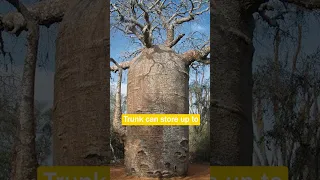 Water Tank of Nature | Baobab Tree #shorts #short #shortsvideo #baobabtree #baobab #tree #trees