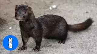 Minks Are The CUTEST Compilation