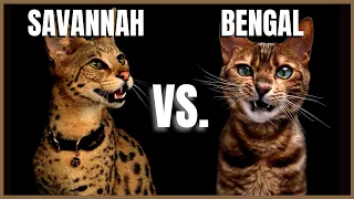 Savannah Cat VS. Bengal Cat