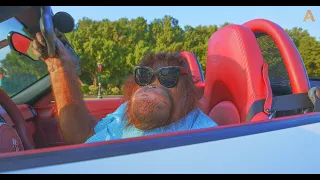 Animalia - Orangutan Rambo enjoys her cool ride