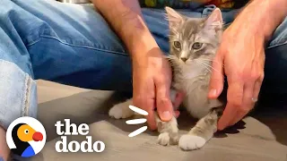 Kitten Was Told He Would Never Walk Again | The Dodo Faith = Restored