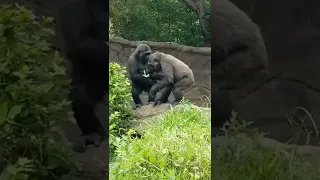 Tender moment between #gorilla siblings.