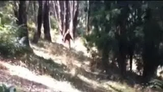 Australian 'Yowie' (Bigfoot) found?