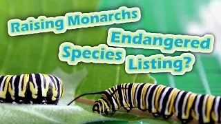 Raising Monarchs - Endangered Species Listing? (Help The Monarch Butterfly)