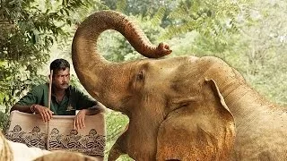 Остров Шри Ланка - слоны