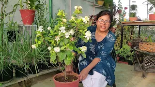 Gandhraj I Gardenia plant care, क्यों आते हैं ढेरों फूल गंधराज में