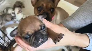 French Bulldog Puppies | Pied Frenchies | Merle | 3 Weeks Old