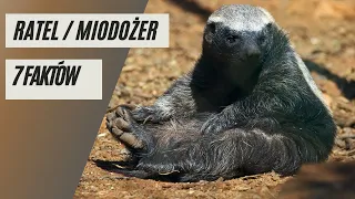 7 faktów - Ratel/miodożer Gangster wśród zwierząt?