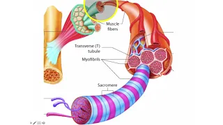 Skeletal Muscle 1.0