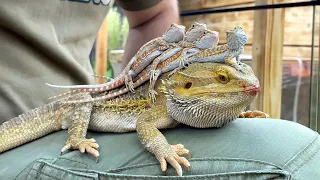 PARADISE FOR TAME DRAGONS / Care and maintenance of bearded dragons