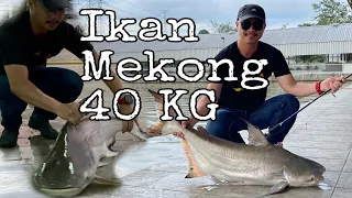 Bertarung dengan ikan mekong 40 kg | Natural Exotic Fish Fishing Pond